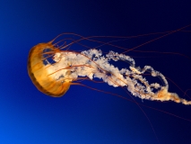 Jellyfish